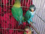Неразлучник. Красочные маленькие птицы. Попугайчики для детей. - фото 2