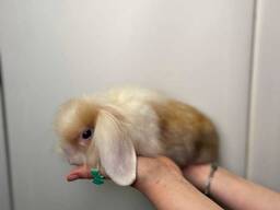 Нереальні кроленята мікро породи ручні карликові