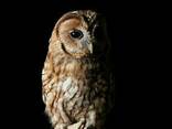 Неясыть серая - Strix aluco, домашняя сова. - фото 1