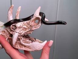 Нигрита королевская мексиканская змея, домашняя змея