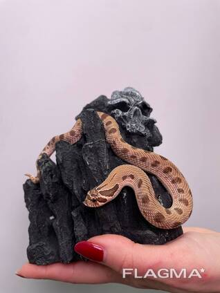 Носата карликова змія, свиноноса змія, декоративна ручна