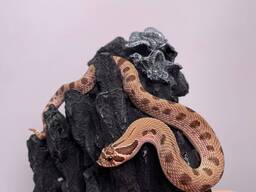 Носата карликова змія, свиноноса змія, декоративна ручна