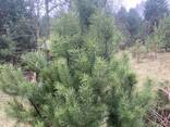 Новорічні ялинки ( сосна ) - фото 3