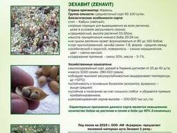 Нут: зехавит, (zehavit)