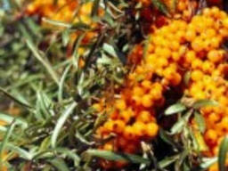 Обліпиха, ягоди.