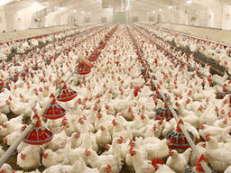 Оборудование для выращивания бройлерной курицы, утки, индейки, гусей, перепелов