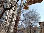 Обрезка деревьев, кронирование, покос травы любой сложности - фото 2