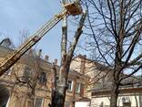Обрезка деревьев, кронирование, покос травы любой сложности - фото 3
