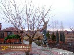 Обрезка деревьев Харьков