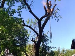 Обрезка сада