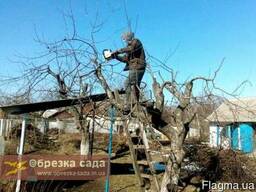 Обрезка сада