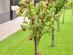 Обрізка та стрижка рослин