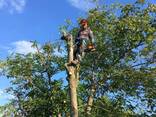 Обрізка, видалення дерев. Арбористика - фото 1