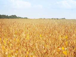 Десикація полів ДРОНАМИ