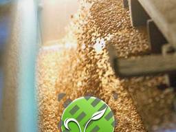 Очистка зерна решетами