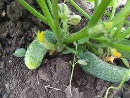 Огірок ґрунтовий