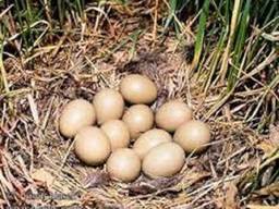 Инкубационные яйца декоративных фазанов
