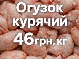 Огузок курячий