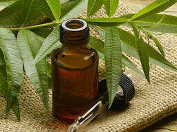 ОЛІЯ Чайного Дерева (Tea tree oil)
