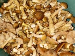 Опеньки свіжі тільки з лісу  