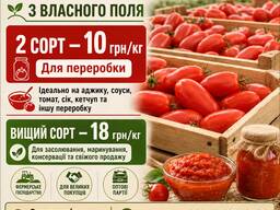 ОПТ. Томат Брісколіно для переробки — від 10 грн/кг