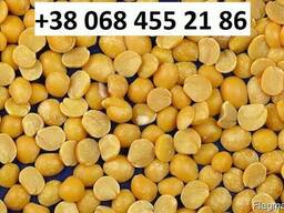 Куплю Горох Полтава Украина
