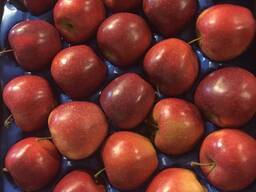 Оптовая продажа высококачественных польских яблок