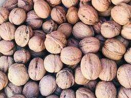 Орех грецкий в скорлупе калибр 28