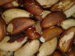 Орехи: грецкий, бразильский, макадамия, фундук, пекан, миндаль, кешью, фисташки - фото 2