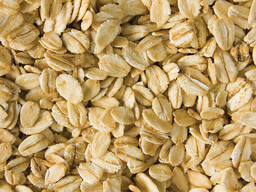 Organic Jumbo Oats (Gluten Free)