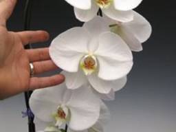 Орхидея Phalaenopsis (Фаленопсис) гранди белая 1 ствол 15*11
