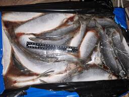 Оселедець с/м c/г 400 ISL