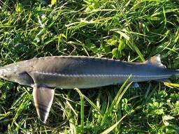 Осетер (бестер)