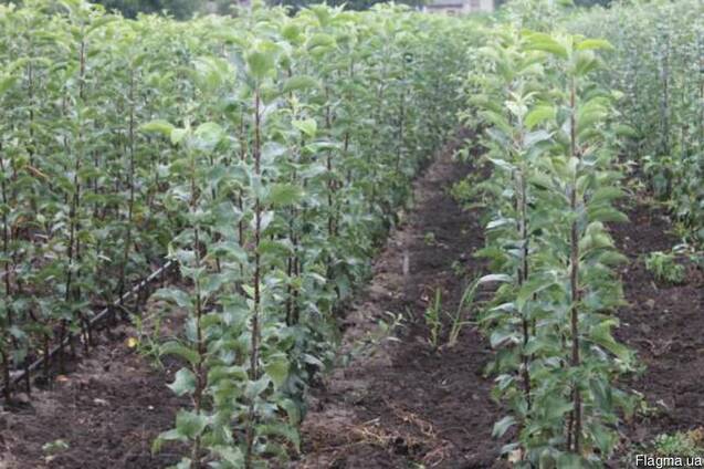 Осінній розпродаж садженців яблуні від фермера