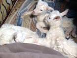 Отдам козликов бесплатно в добрые руки в трёх-пятидневном возрасте - фото 1