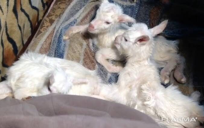 Отдам козликов бесплатно в добрые руки в трёх-пятидневном возрасте