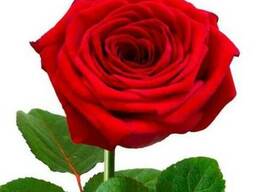 Отдушка для кислой среды Роза, 1 литр