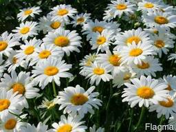 Отдушка Ромашка, Франция, 1 литр