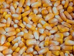 We sell corn large lots from a major Ukrainian trader! Fob\Cif !