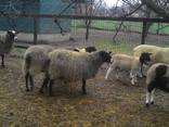 Овцы породы Романовская Дорпер