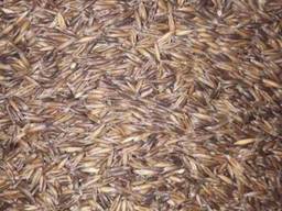 Овес ( чорний принц )