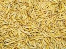 Овес Нептун, Парламентский, Радужный, Деснянский