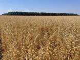 Овес посівний (ярий) Нептун, перша репродукція - фото 3