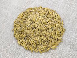 Овес посівний (ярий) Світанок, еліта