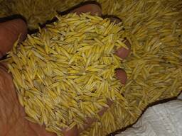 Овес світлий харчовий