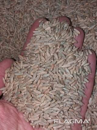 Жито рожь харчова