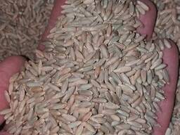 Жито рожь харчова