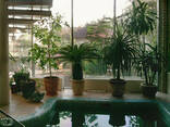 Догляд за рослинами в офісі, ресторані / Уход за растениями в офисе - фото 1