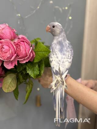 Ожереловый попугай Белый мраморный - птенцы в семью