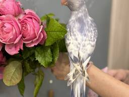 Ожереловый попугай Белый мраморный - птенцы в семью